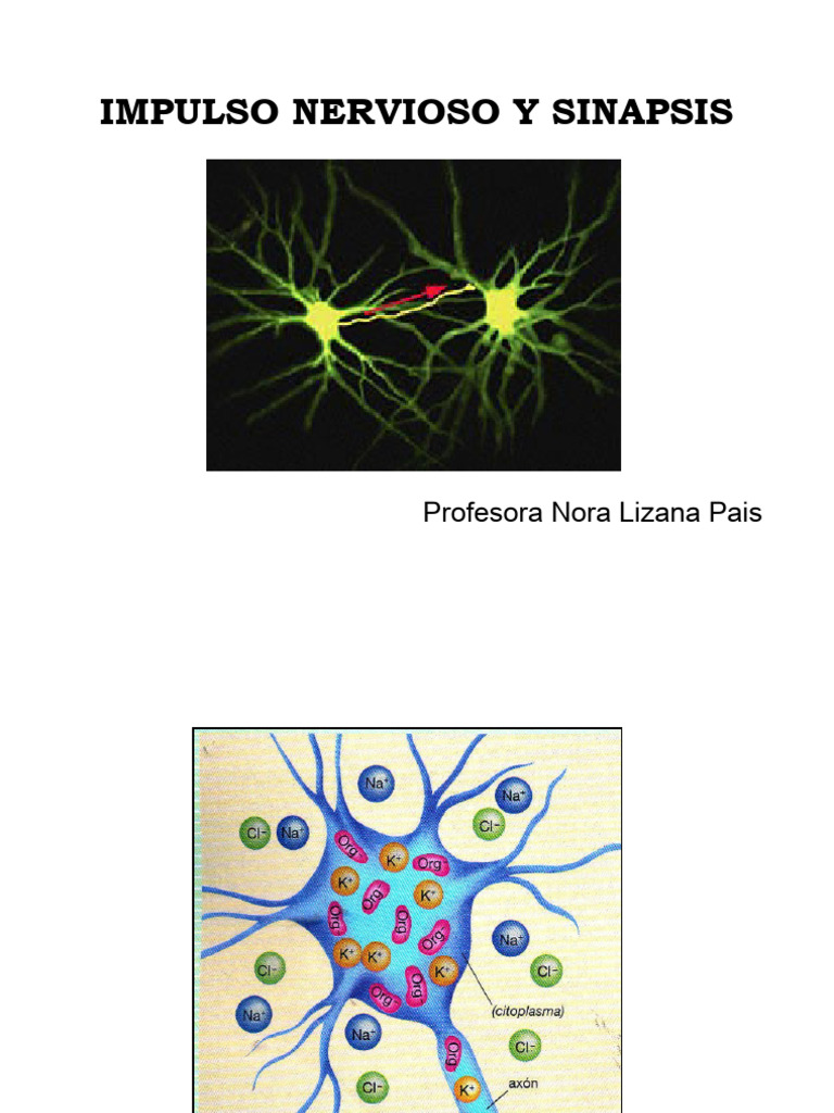 Sinapsis Neuronal y Impulso Nervioso | PDF | Sinapsis | Potencial de acción