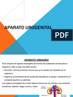 Aparato Urogenital