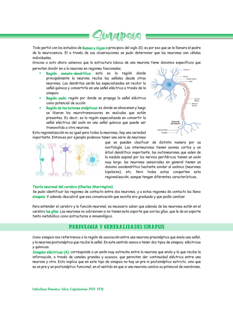 Estructura y Función de Neuronas y Sinapsis | PDF | Sinapsis | Neurona