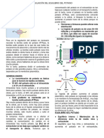 C4 Regulacion Del Equilibrio Del Potasio