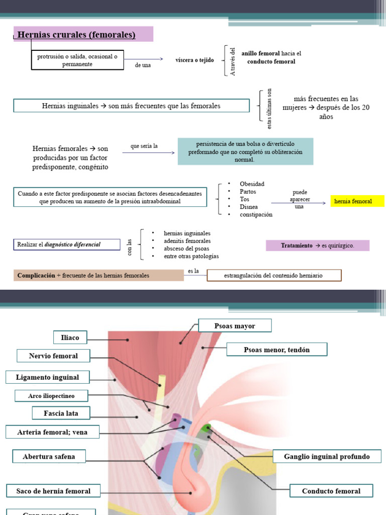 Semana 15 Anatomia PDF Abdomen Especialidades Medicas