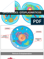 Aula 6Âº ano. OrganÃ³ides CitoplasmÃ¡ticos 2