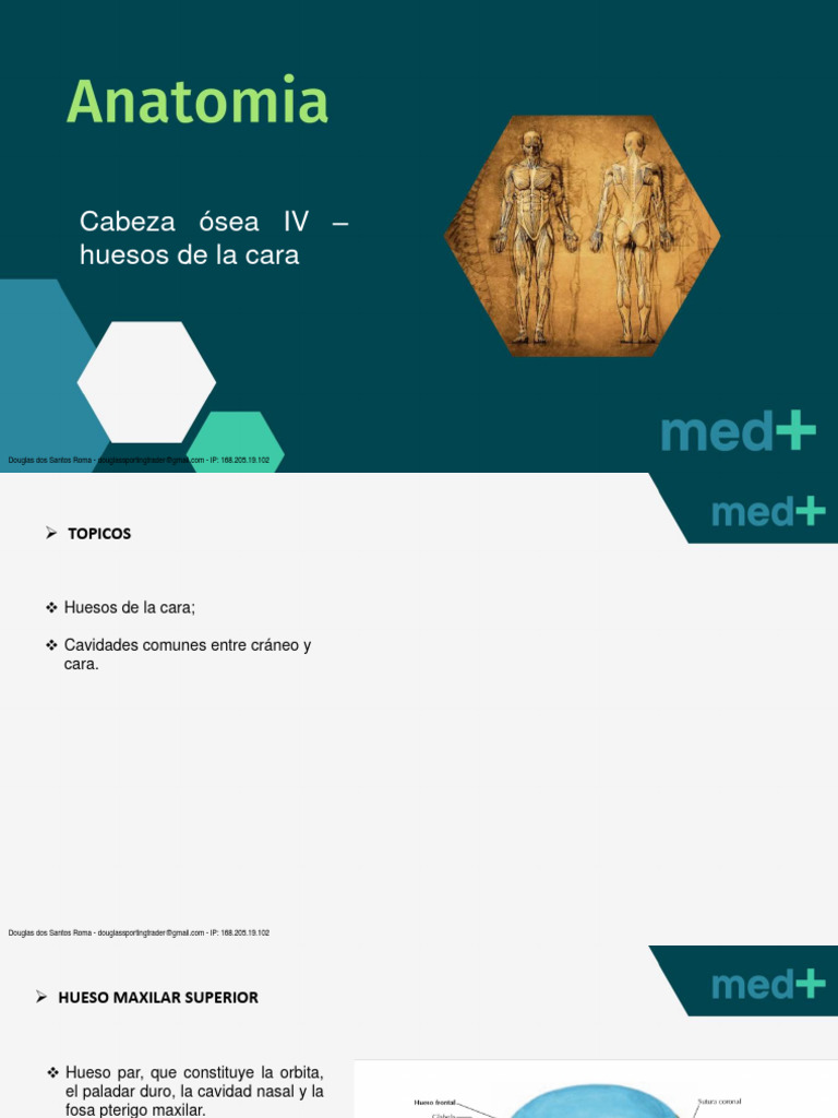 Huesos de la cara pdf anatom a humana cabeza y cuello humanos