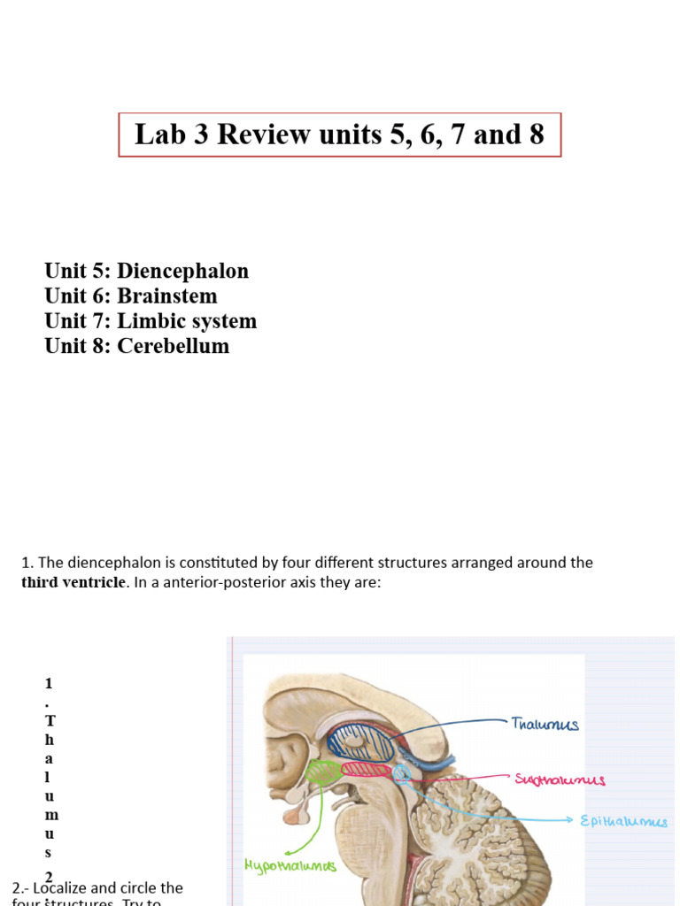 Lab 3 | PDF | Cerebellum | Thalamus