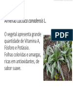Plantas Nutracêuticaspdf