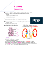 Fisiología Renal