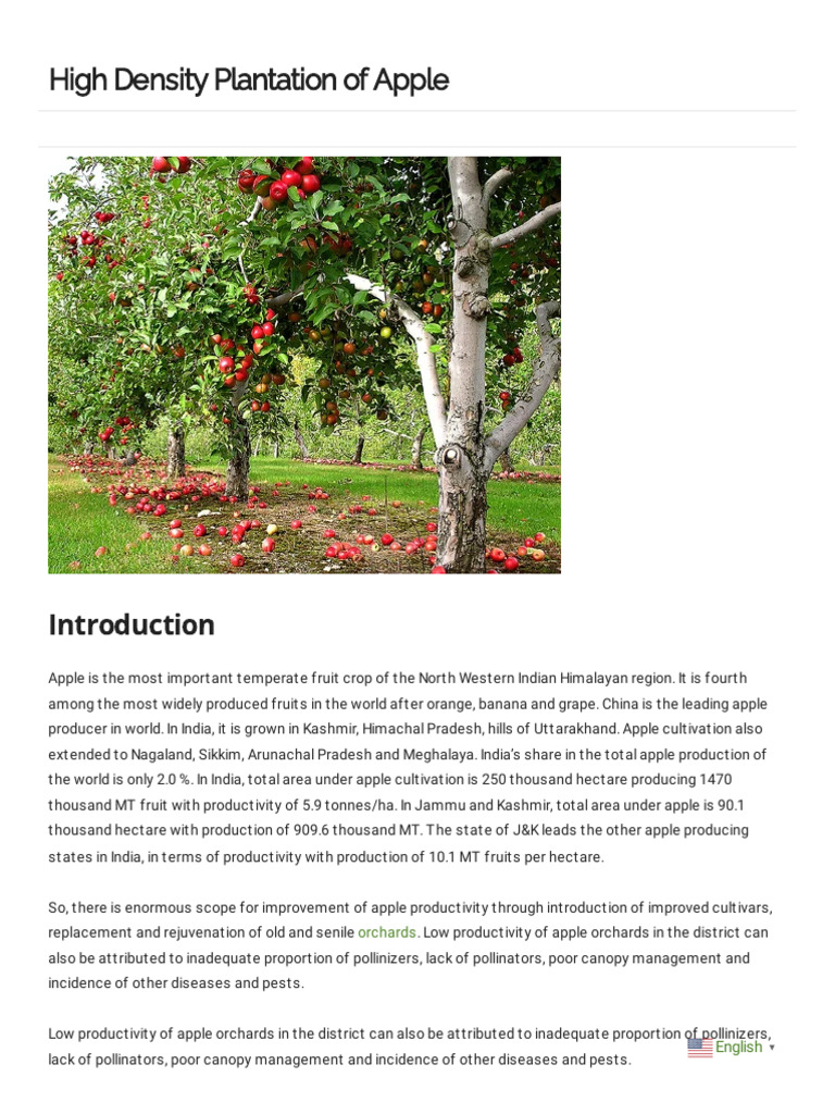 Apple General Info PDF Botany Plants