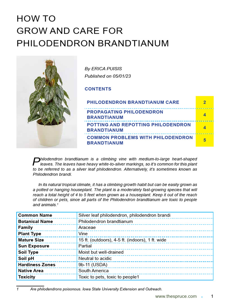 Care Guide for Philodendron Brandtianum | PDF | Houseplant | Soil