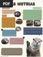 Conoce a las Nutrias: Vida y Hábitat | PDF | Nutria | Aves