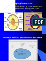 Respiração Parte III (Alterada-Aulas)