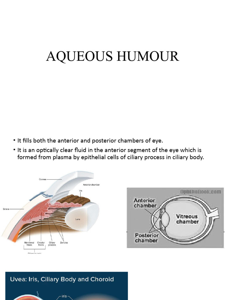 Aqueous Humour - PPTM | Download Free PDF | Cornea | Epithelium