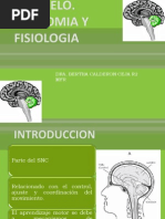 Cerebelo Anato y Fisio