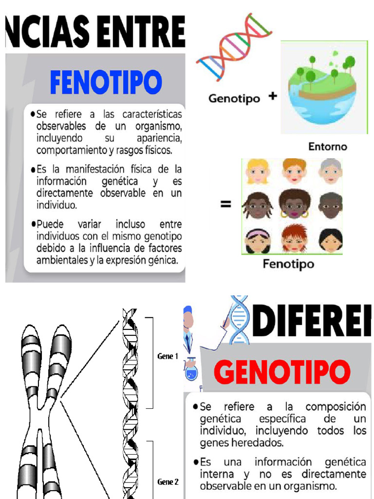 Diferencia Entre Genotipo y Fenotipo PDF