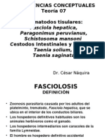 Cestodos y Trematodos