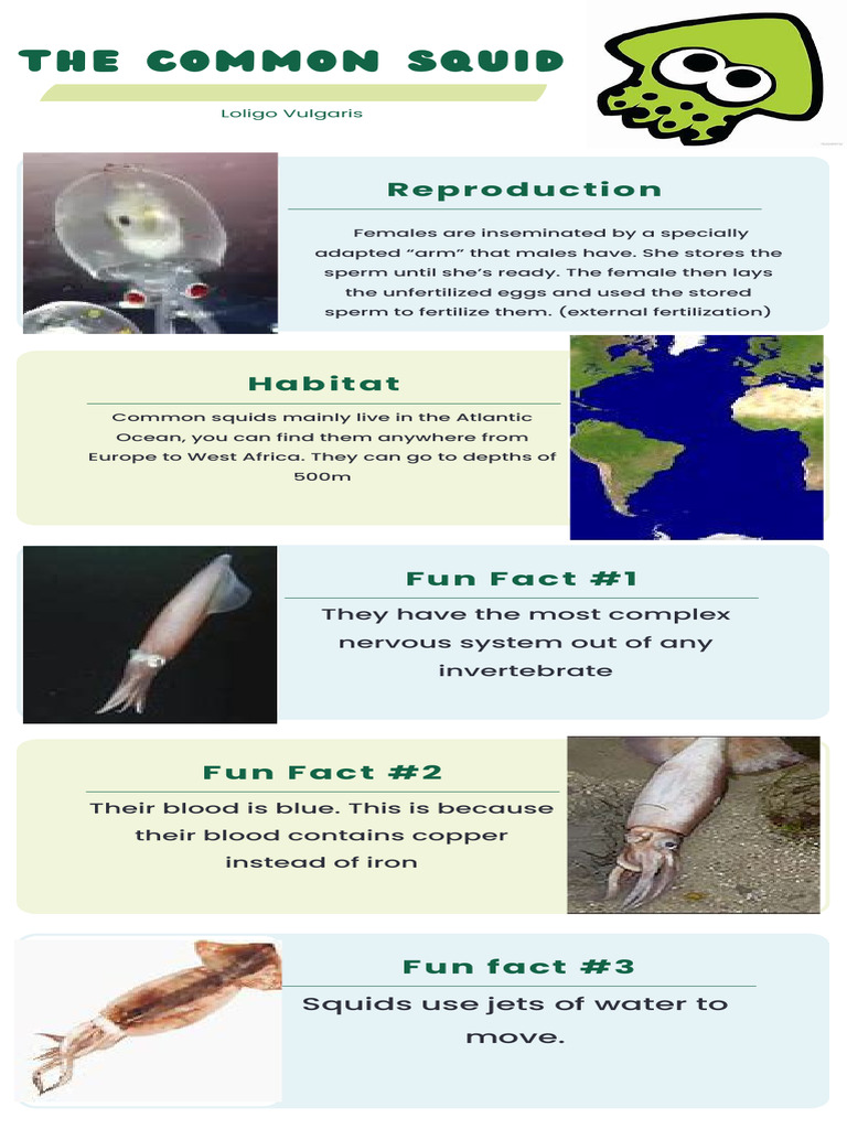 Common Squid Infographic | PDF