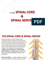Lab 17 The Spinal Cord Somatic Nerves