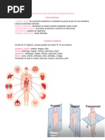 Esquema Completo de Anatomía Humana | PDF