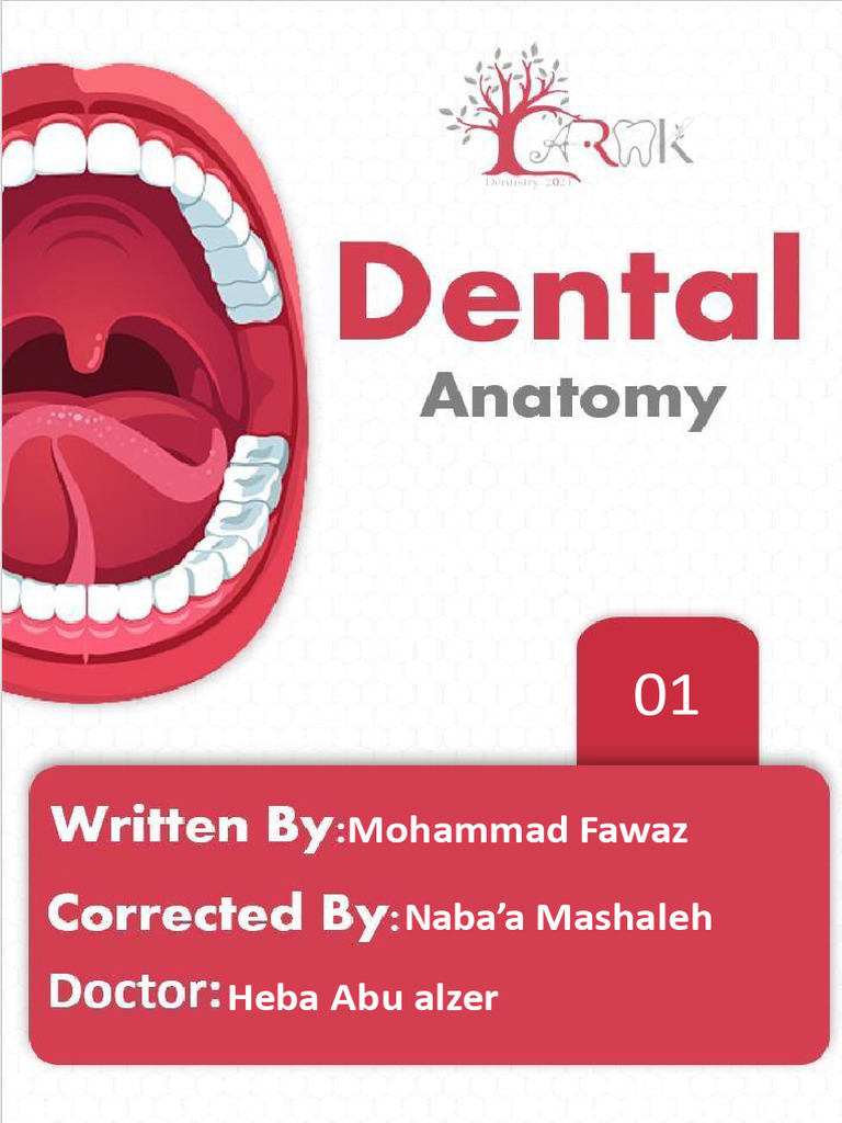 Human Dental Anatomy Overview | PDF | Tooth | Human Head And Neck