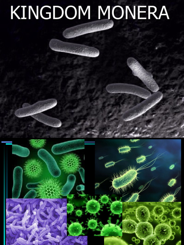 2nd Lecture KINGDOM MONERA N Virus | PDF | Bacteria | Cell (Biology)