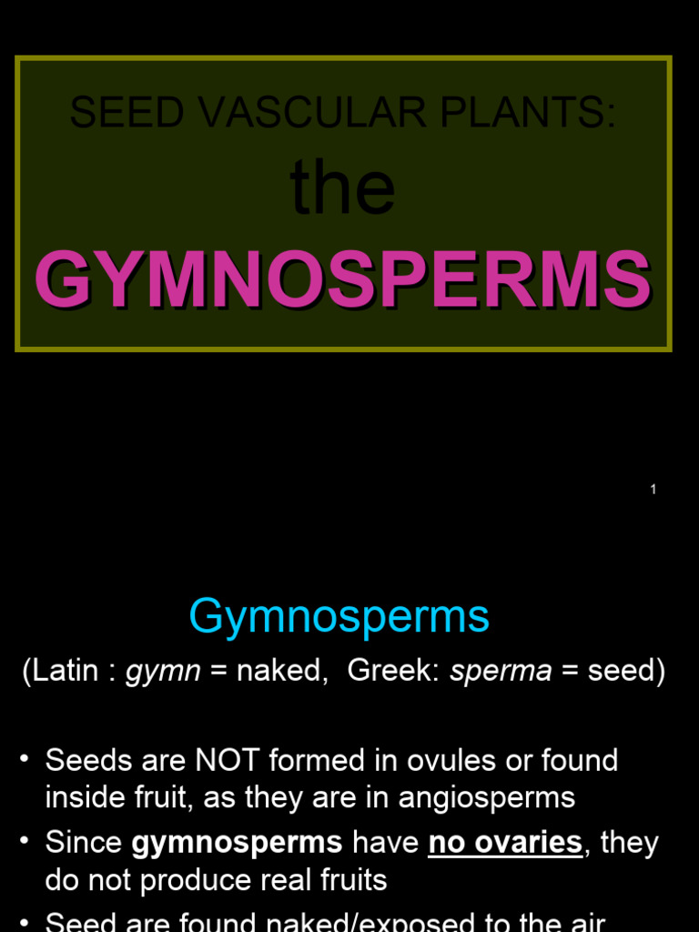 Overview of Gymnosperms Characteristics | PDF | Organisms | Biological  Interactions