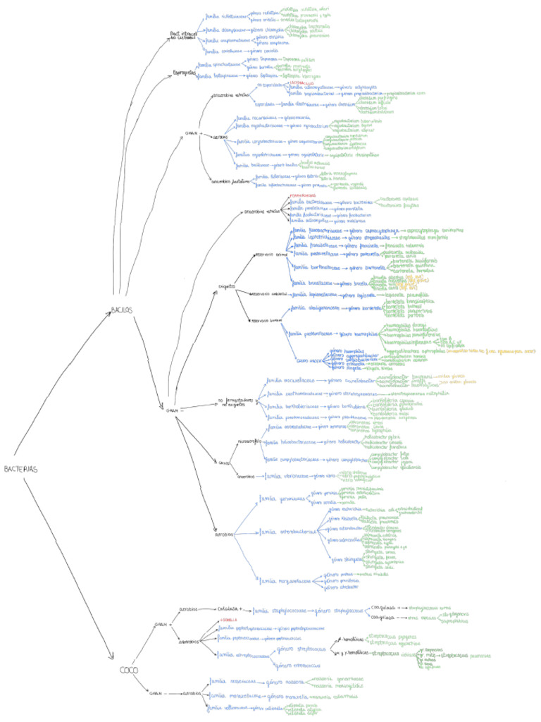 Clasificación Bacterias | PDF