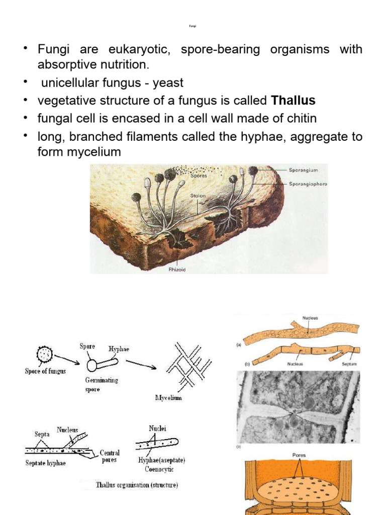 Overview of Fungi and Deuteromycota | PDF | Fungus | Sexual Reproduction