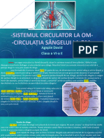 Sistemul Circulator La Om