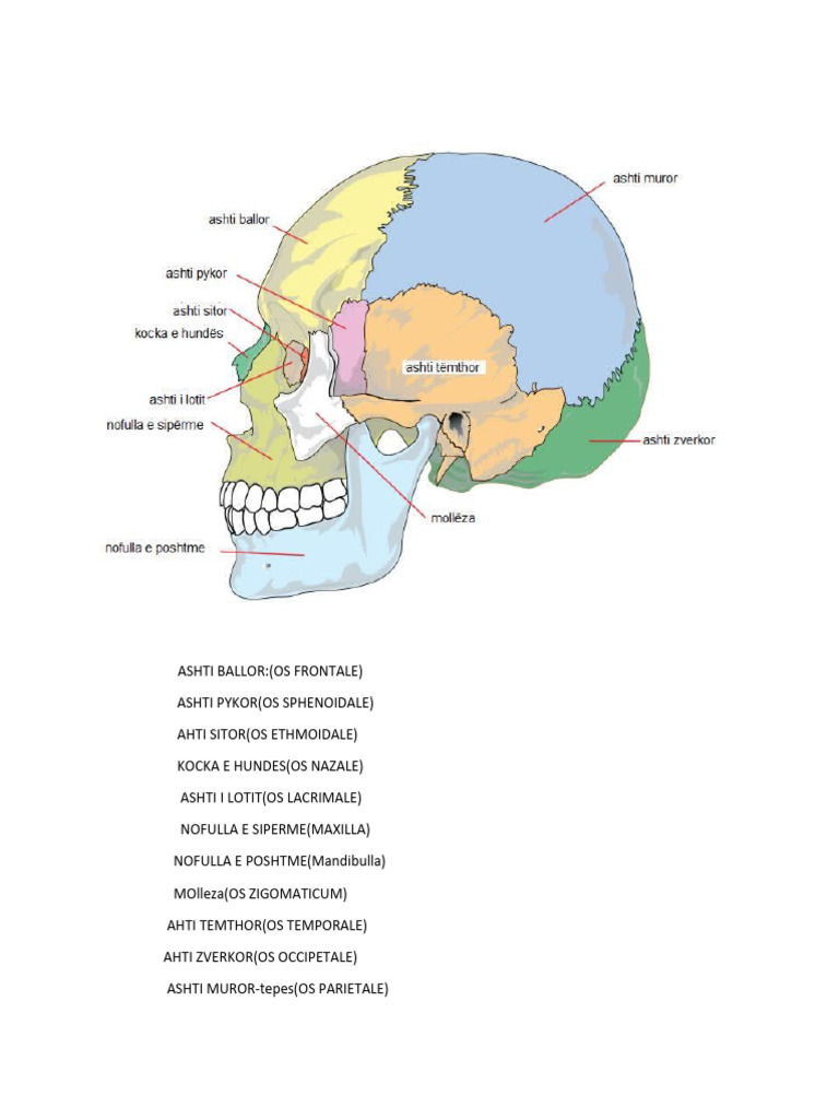 Genealogiyada seksual xotin