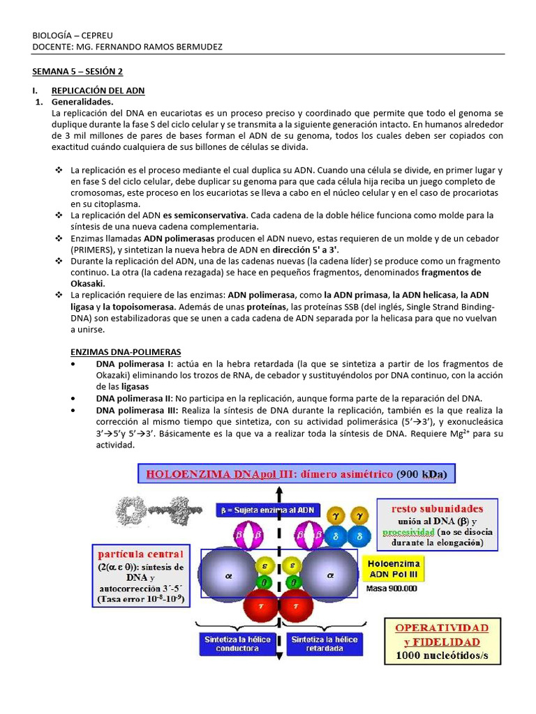 Replicación del ADN en Eucariotas | PDF | Replicación De Adn | Rna