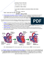 Sistema Circulatorio