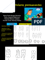 Pluginfile - Php313344mod Resourcecontent02023 220Anatomia20Dental20 20molares - Pdfforcedownload 1