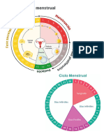 Ciclo Menstrual