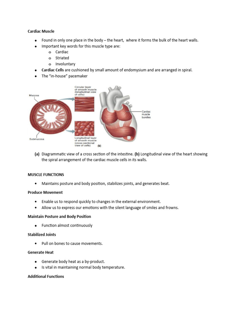 Cardiac Muscle | PDF | Skeletal Muscle | Cardiac Muscle
