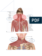 Neck and Shoulder Exercises PDF