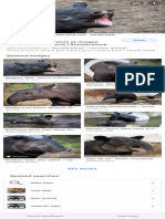Tapir - Google Search