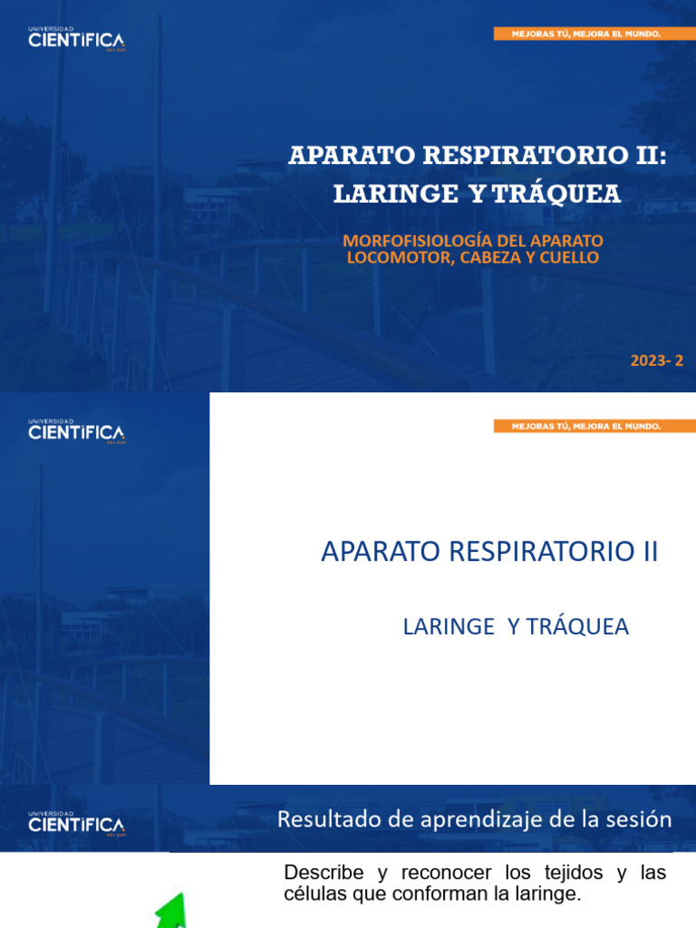 Histología Sesion 15 Aparato Respiratorio Ii Laringe Y Tráquea Pdf