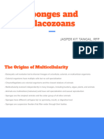 Sponges and Placozoans