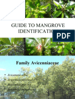 Guide To Mangroves Identification