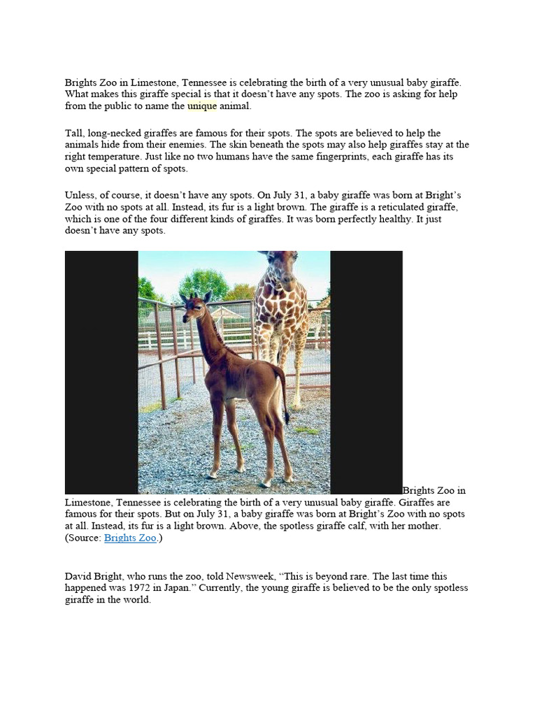 Help Name the Spotless Giraffe | PDF | Giraffe | Zoo