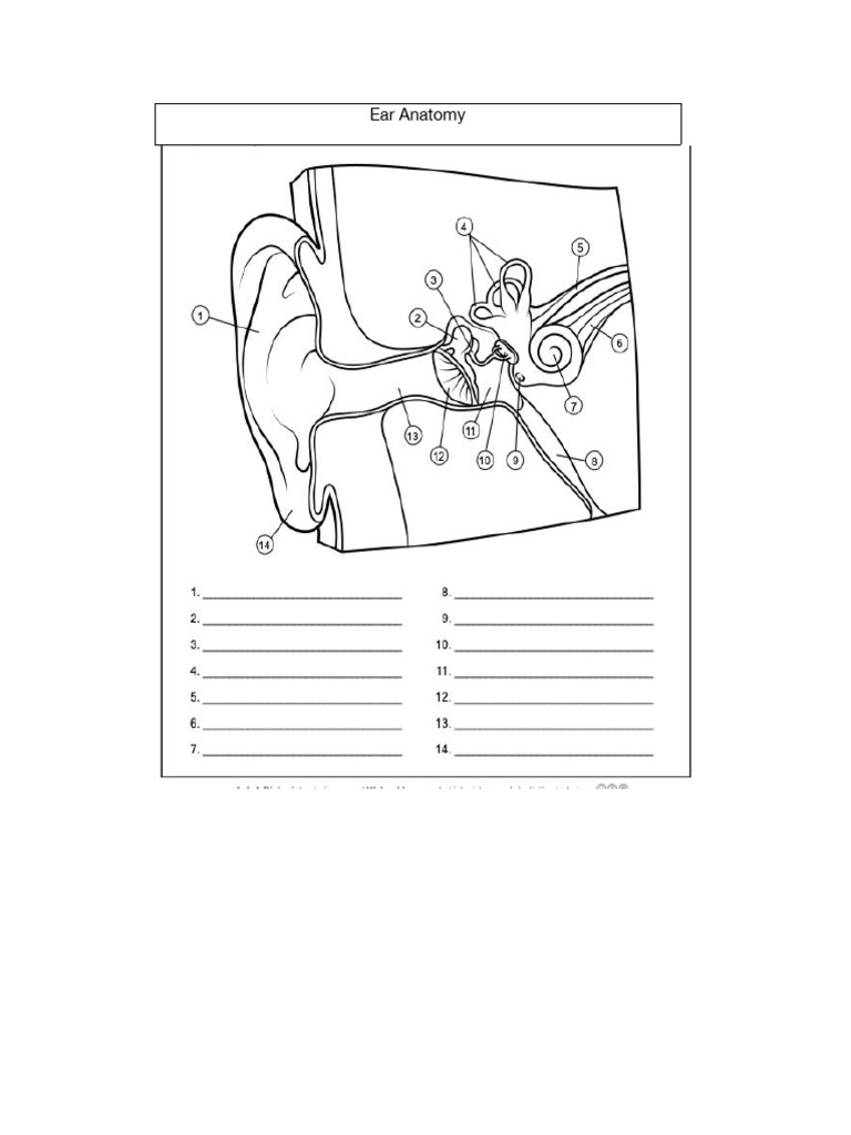 Ear Anatomy Worksheet PDF