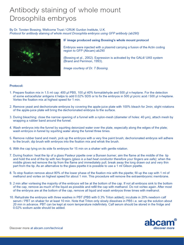 Whole Mount Drosophila PDF Fixation (Histology) Laboratories