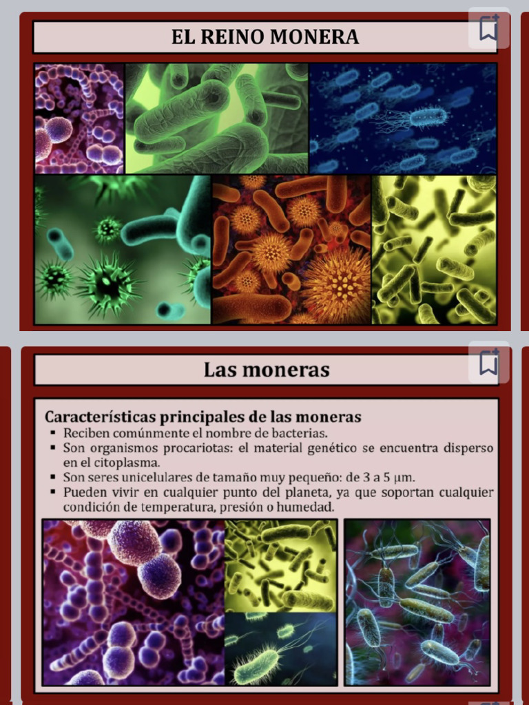 Moneras | PDF