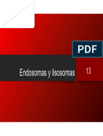 E13 Endosomas y Lisosomas