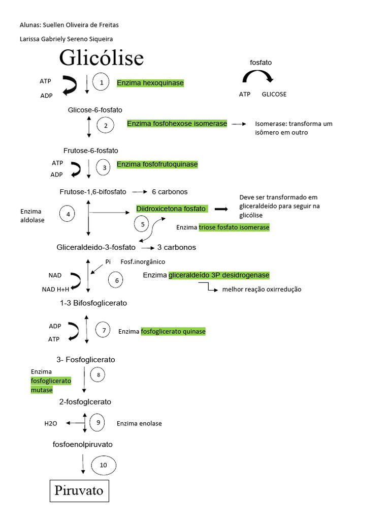 Glicólise e Ciclo de Krebs | PDF | Glicolise | Ciclo do ácido cítrico, image size:768x1024