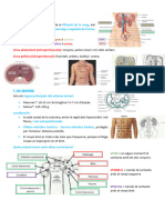 Tema 9 - Sistema Urinari - Anatomia