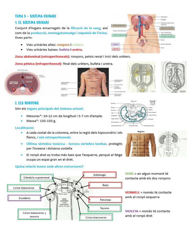 Urisept - Prezzo, Descrizione Del Prodotto E Recensioni, Ordine Online - Foto 4