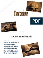 Lesson Five C1 Tortoises