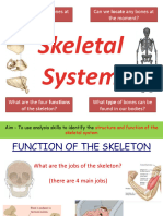 Skeletal System Structure & Function