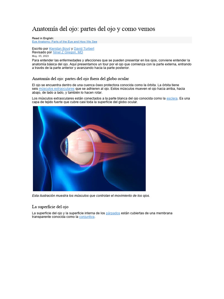 Anatomía Del Ojo: Partes Del Ojo y Como Vemos | PDF | Ojo humano ...