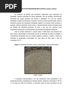 ENSAIO DE FITOTOXICIDADE EM ALFACE (Lactuca Sativa) - Copiar